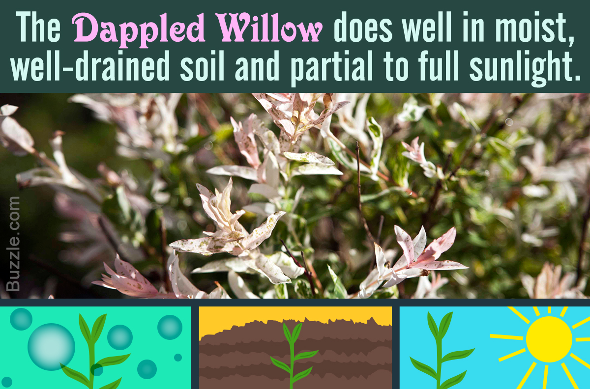 Tips to Take Care of a Dappled Willow