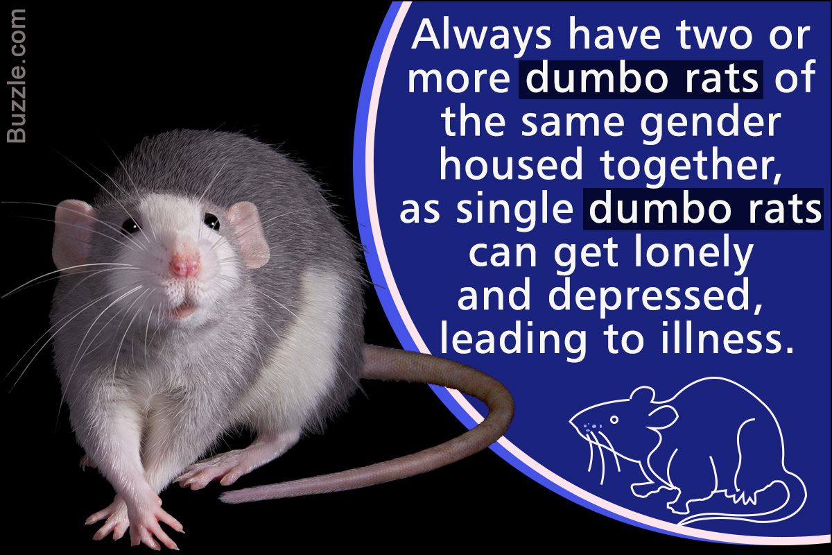 Tips to Take Care of Your Pet Dumbo Rat