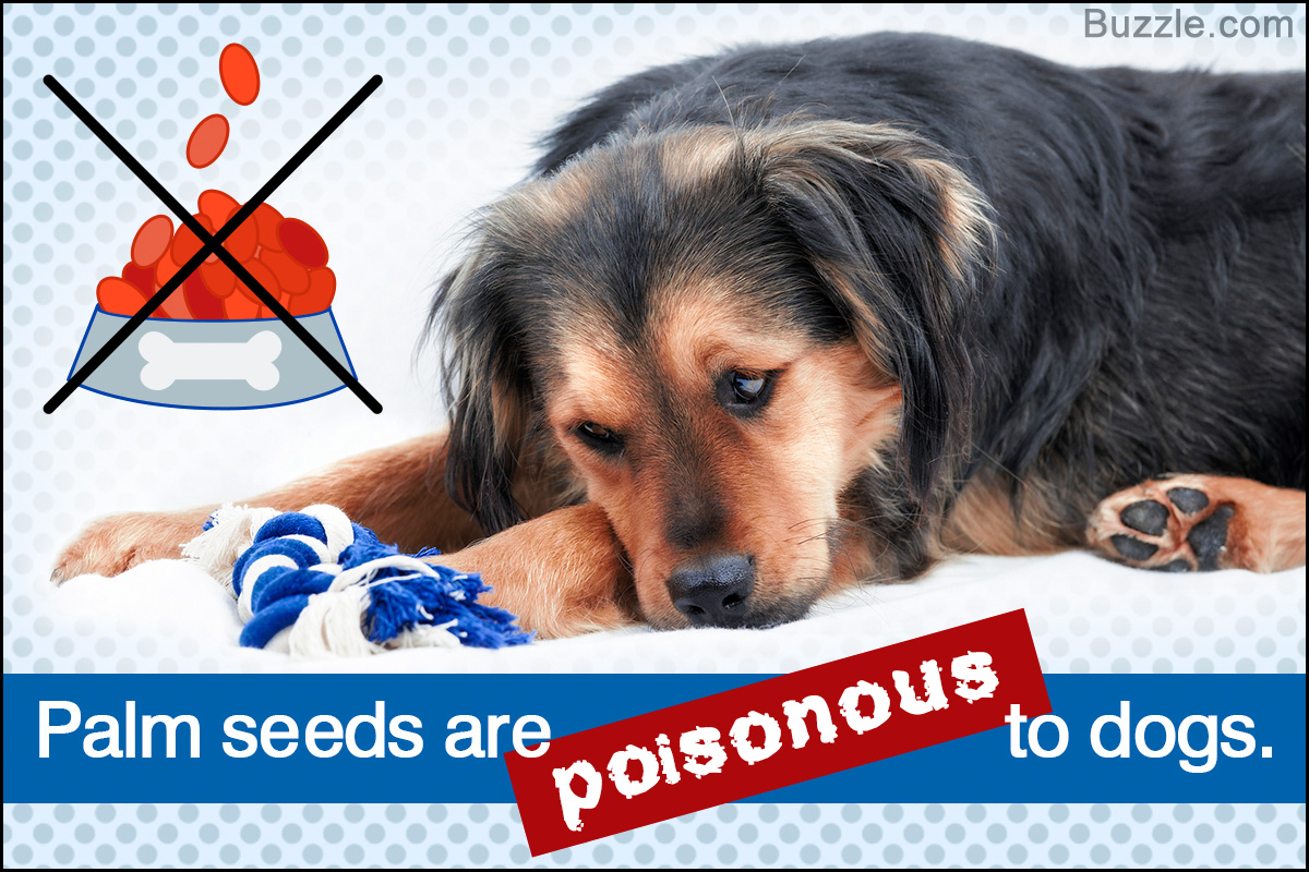 Are Palm Tree Seeds Poisonous to Dogs?