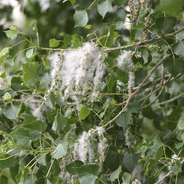 diseases on Cottonwood Tree Branches
