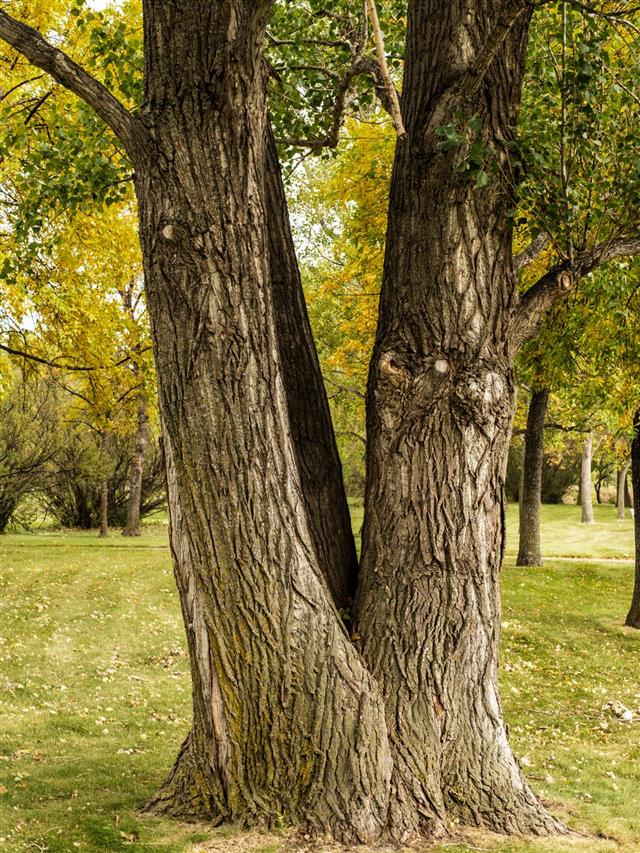 Cottonwood Tree in Park
