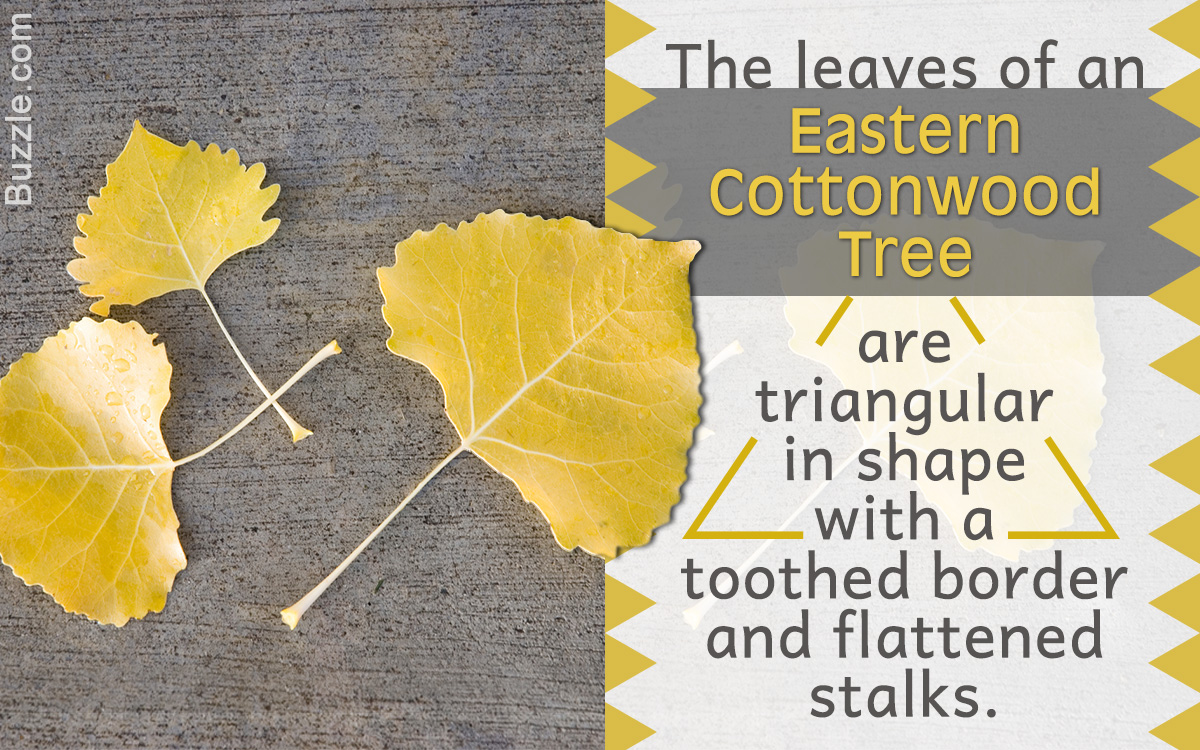 Factors to Remember for Cottonwood Tree Identification