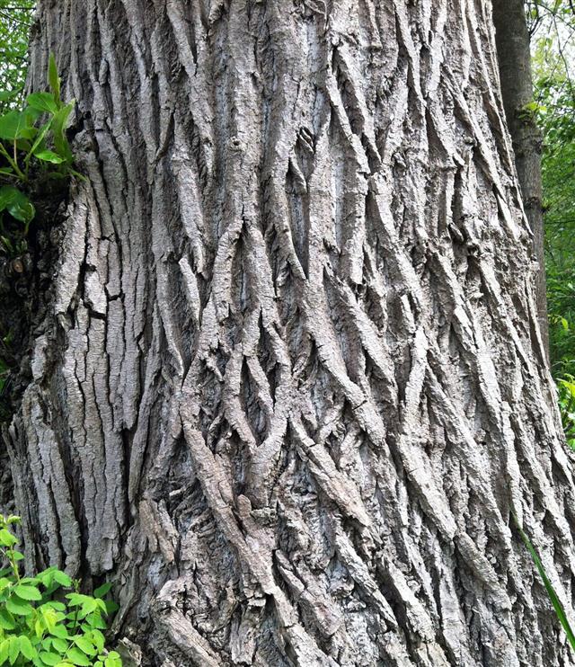 Black Cottonwood Bark