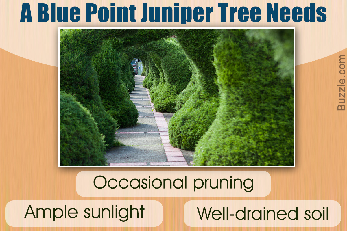 How to Care for Blue Point Juniper Plant