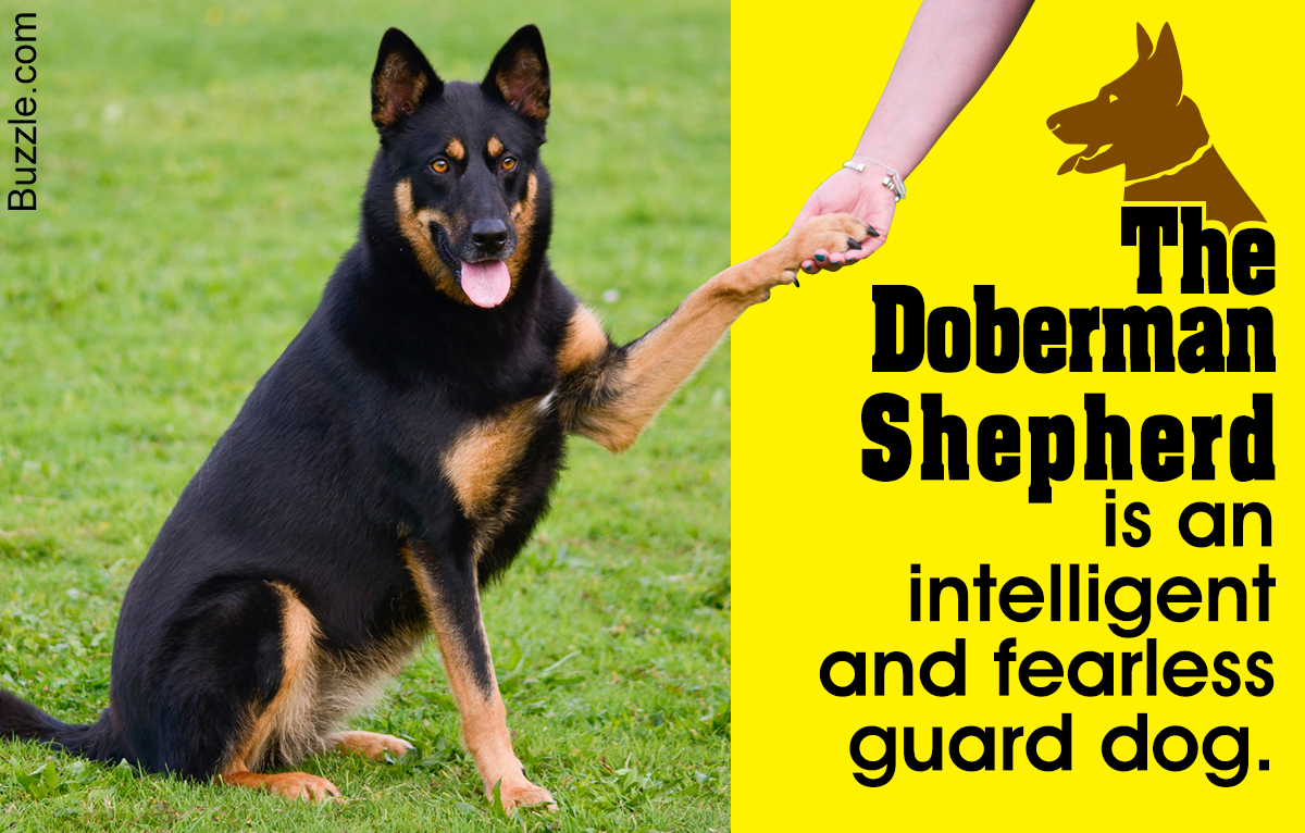 Facts about the Doberman-German Shepherd Mix