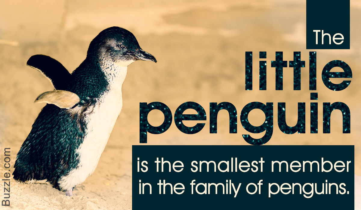 Interesting Facts About Little (Fairy) Penguins