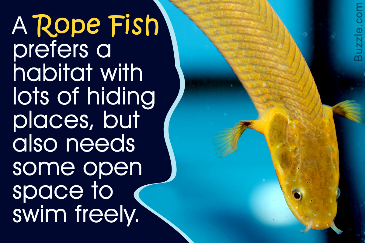 Things You Need to Know Before Keeping a Pet Rope Fish