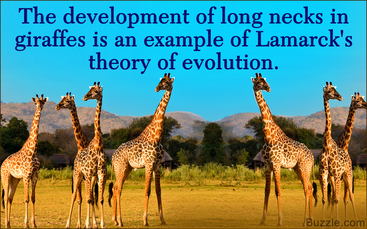 Summary of Lamarck's Theory of Evolution