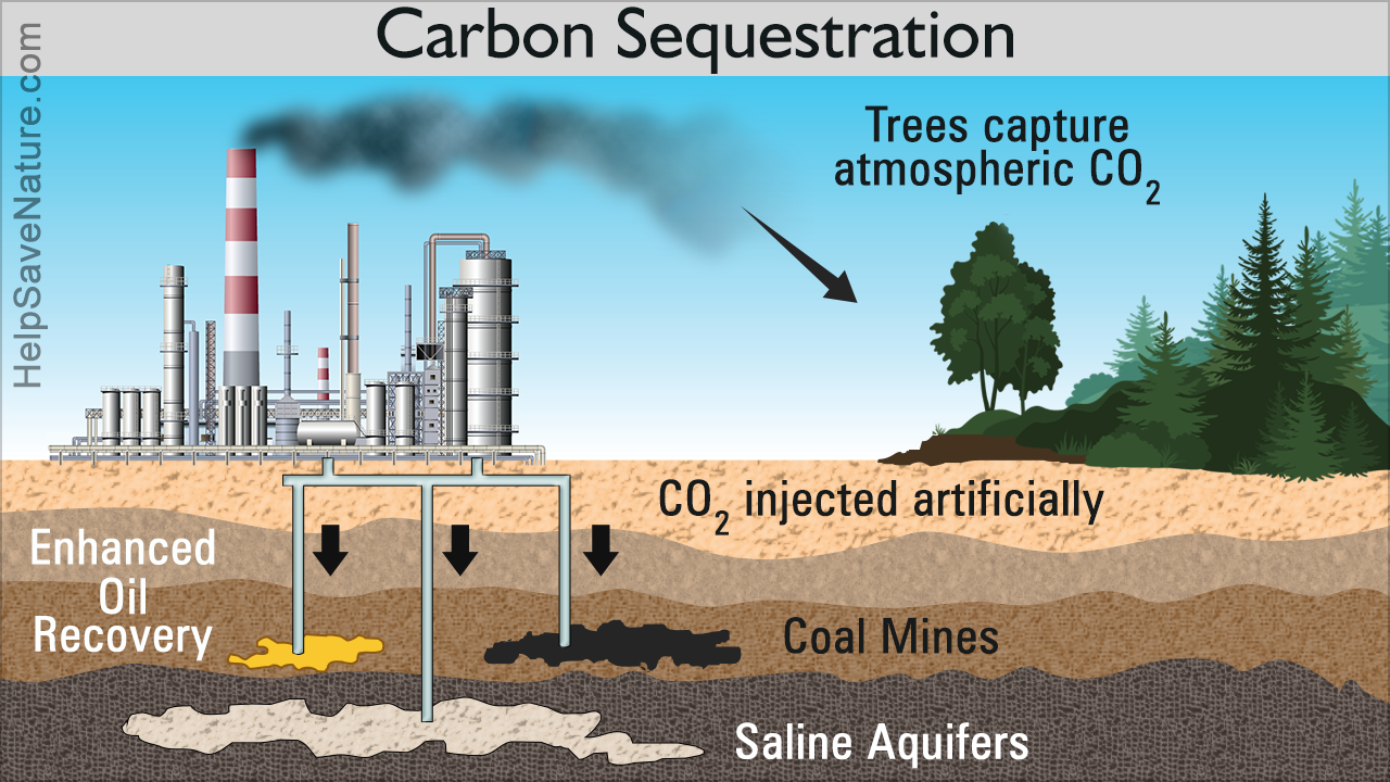 Role Of Carbon Sequestration And Its Pros And Cons You Never