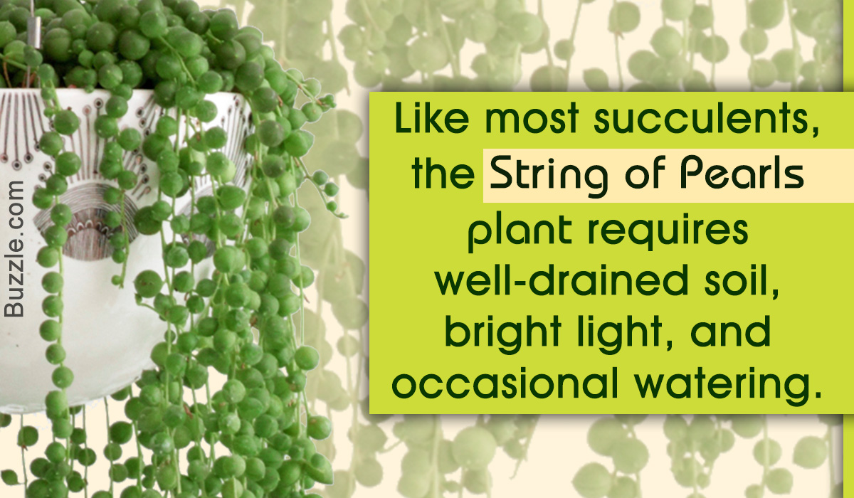 How to Grow and Care for the String of Pearls Plant