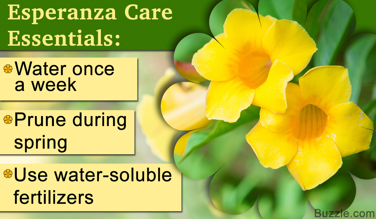 How to Care for an Esperanza Plant