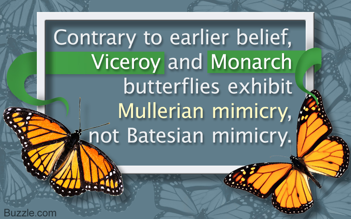 Batesian Mimicry Vs. Mullerian Mimicry