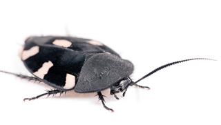 Therea Beetle