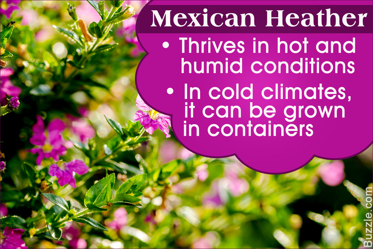 How to Grow and Care for Mexican Heather
