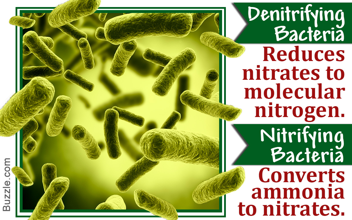 Brief Information About Nitrifying and Denitrifying Bacteria