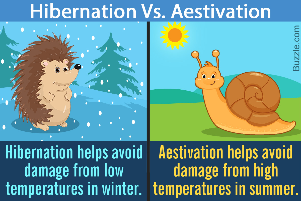 Difference Between Hibernation and Other Types of Dormancy - Animal Sake