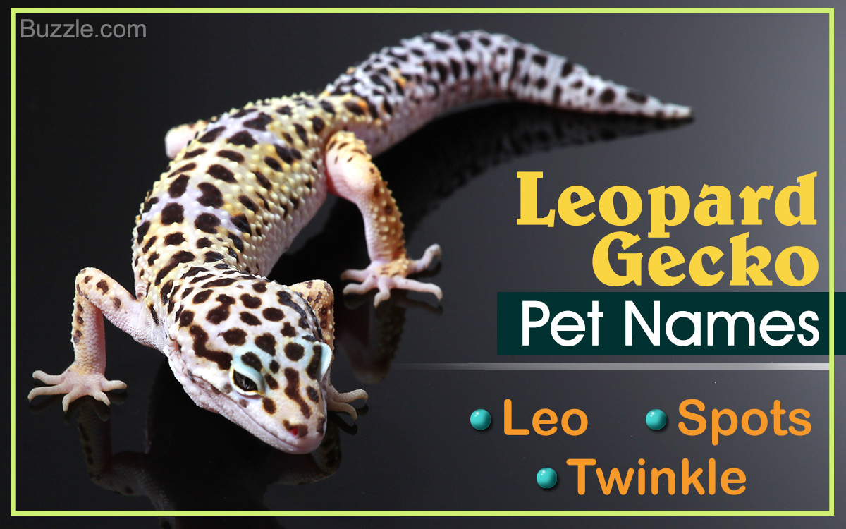 81 Really Cute Names for Your Pet Leopard Gecko