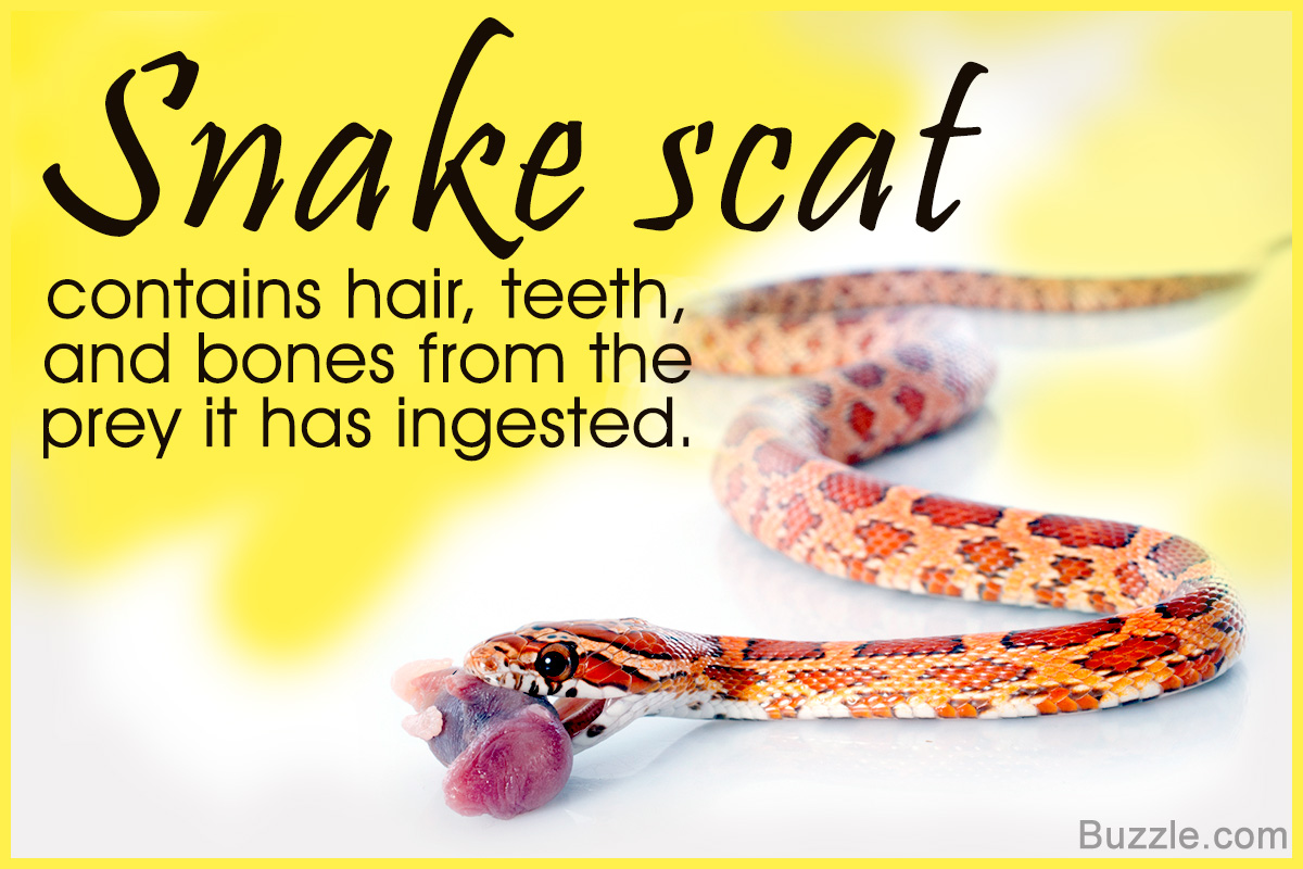 How to Identify and Clean Snake Droppings