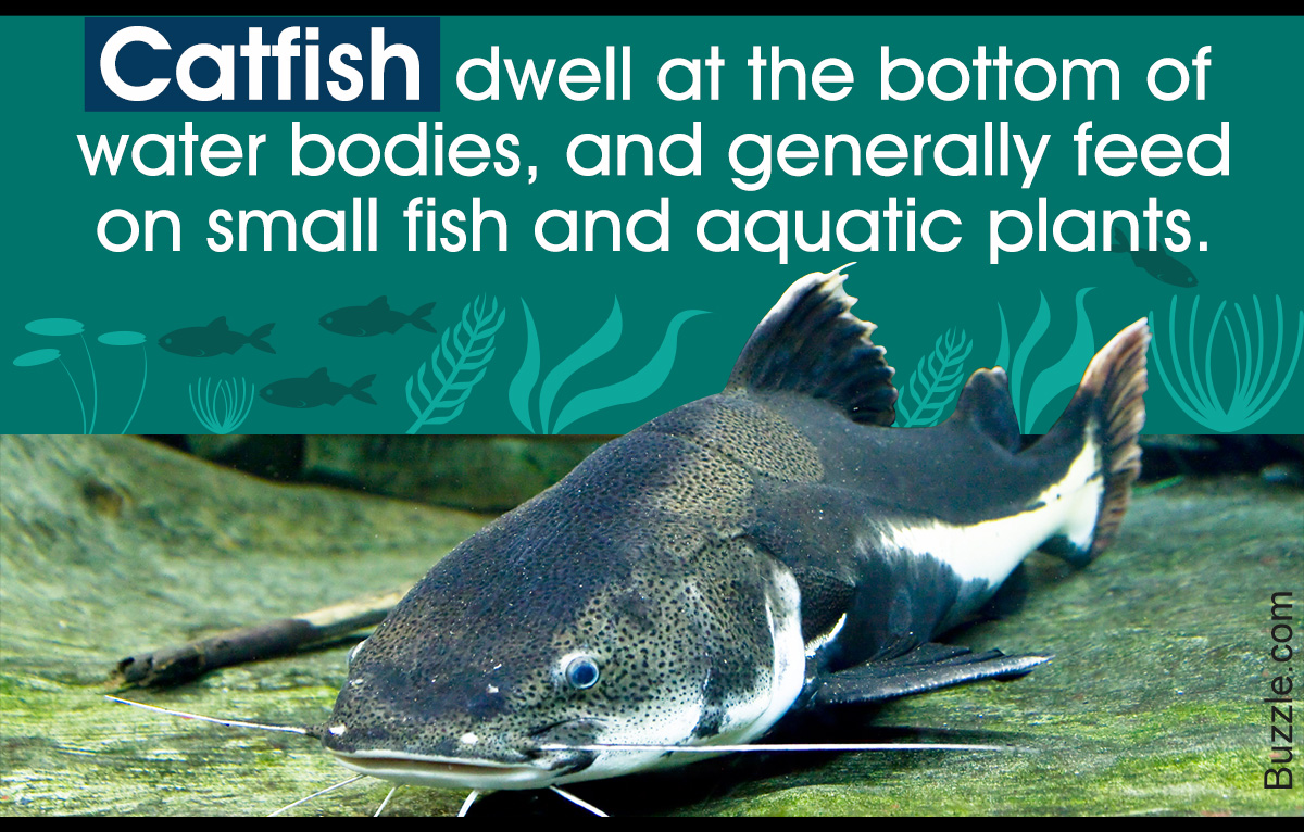 What Do Catfish Eat? The Answer Might Amaze You - Animal Sake