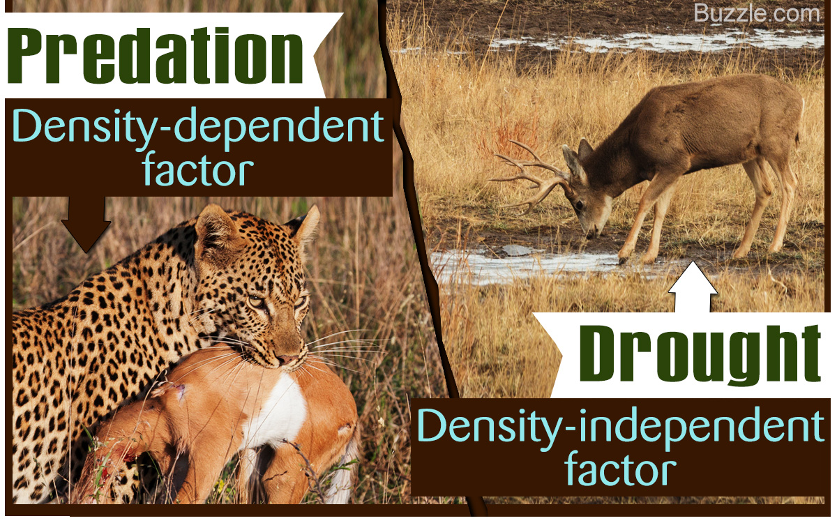 A Comparison of Density-dependent and Density-independent Factors