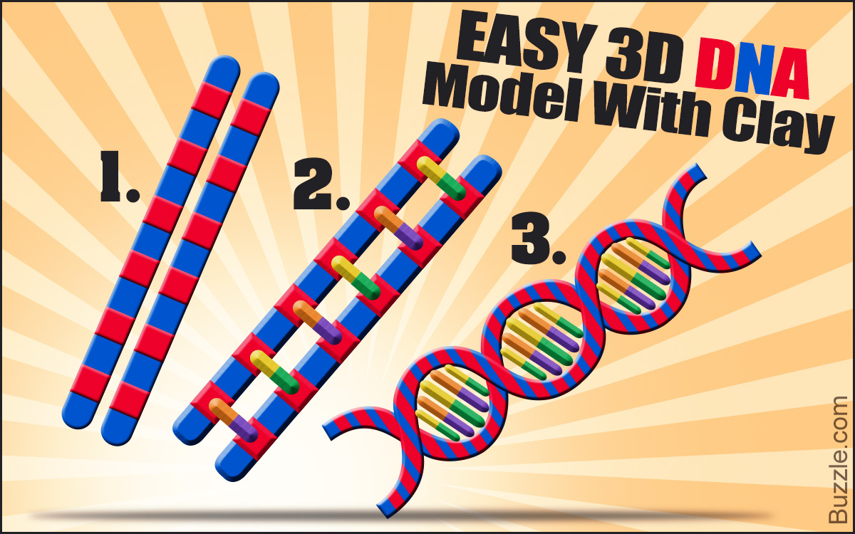 How to Make a 3D DNA Model Project
