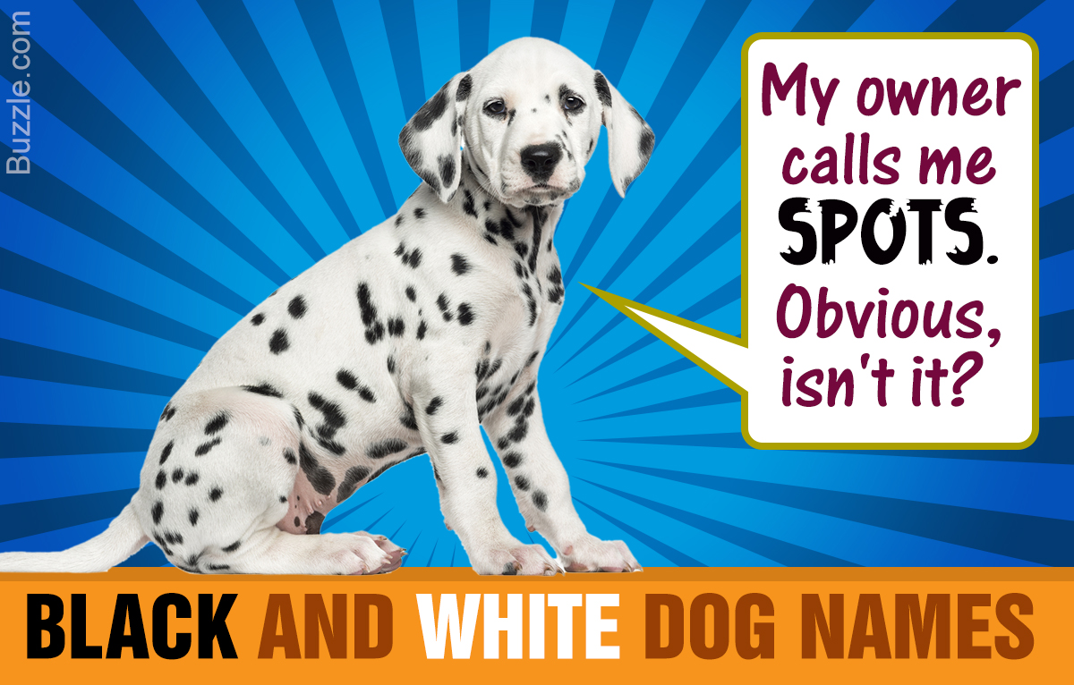 62 Creative Name Suggestions for Your Black and White Dog