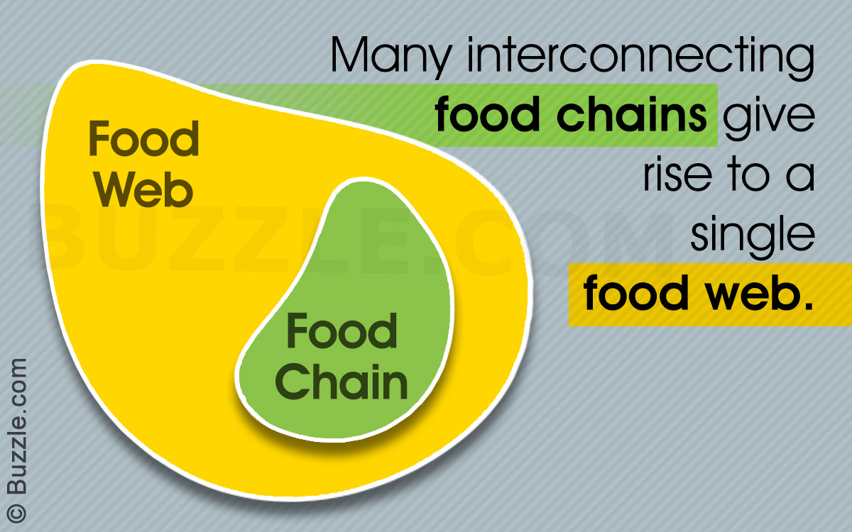 What S The Difference Between Food Chain And Food Web Science Struck