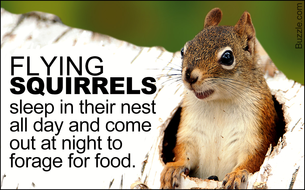 Sleeping and Nesting Habits of Squirrels
