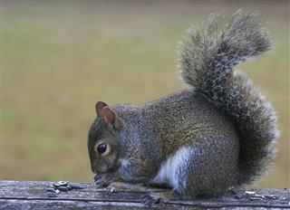 Squirrel with bushy tail