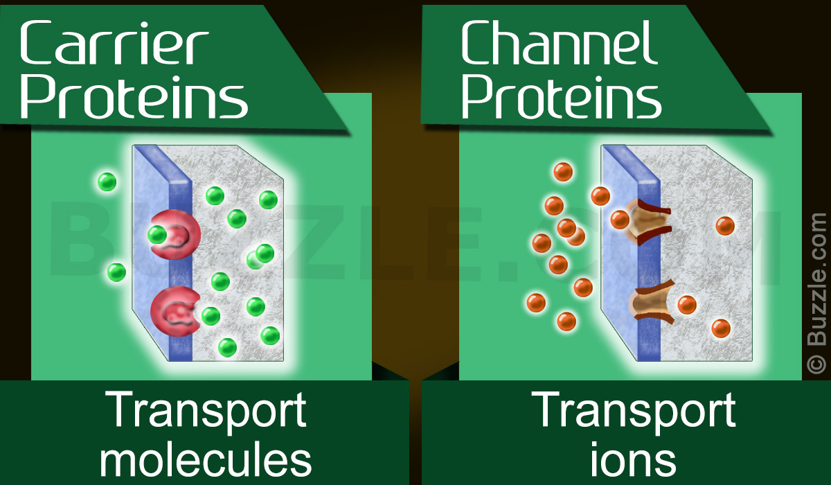 Carrier Proteins Vs. Channel Proteins