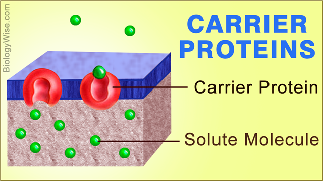 Carrier Proteins