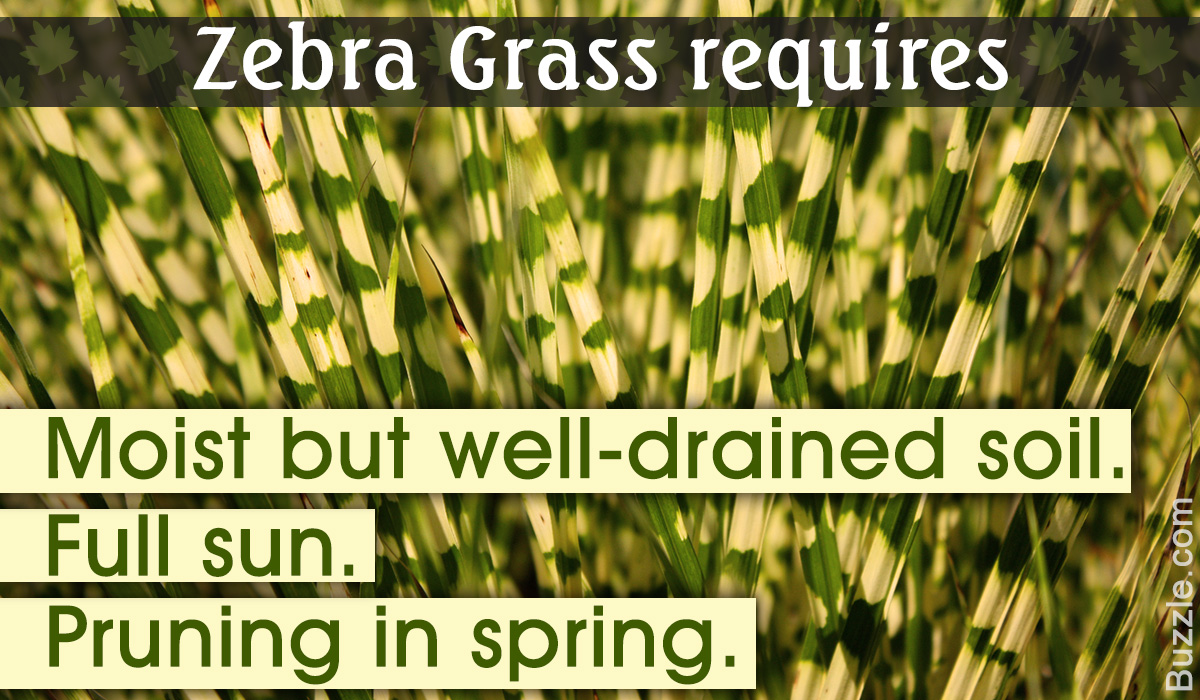 How to Plant and Care for Zebra Grass