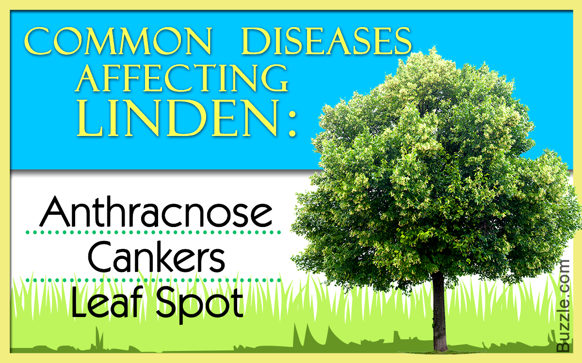 10 Common Diseases Affecting Linden Trees
