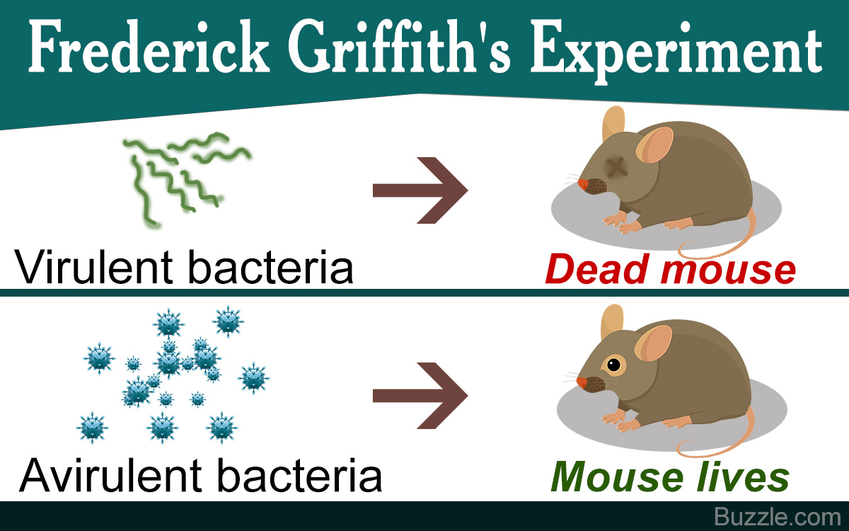 frederick griffith transformation experiment