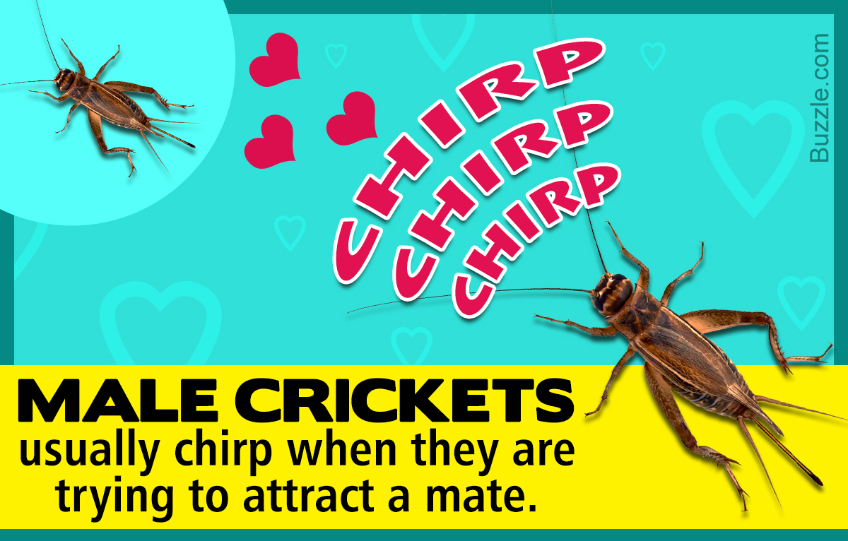 Why Do Crickets Chirp?
