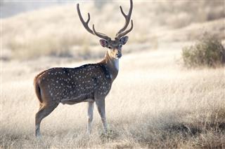 Spotted deer stag