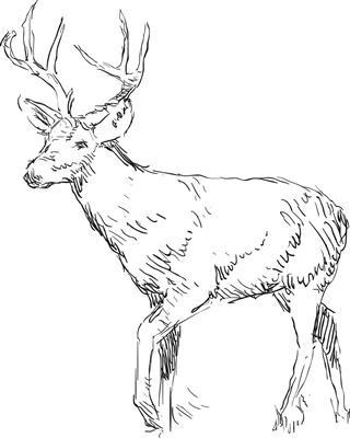 Deer sketch drawing