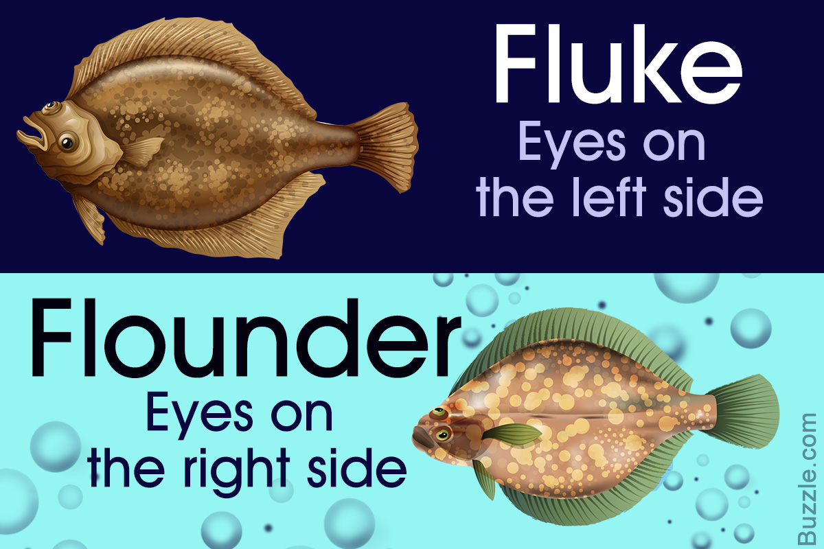 Striking Differences Between a Fluke and a Flounder - Animal Sake