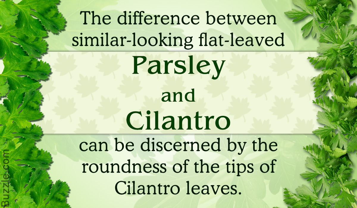 parsley vs. cilantro: little things that make all the