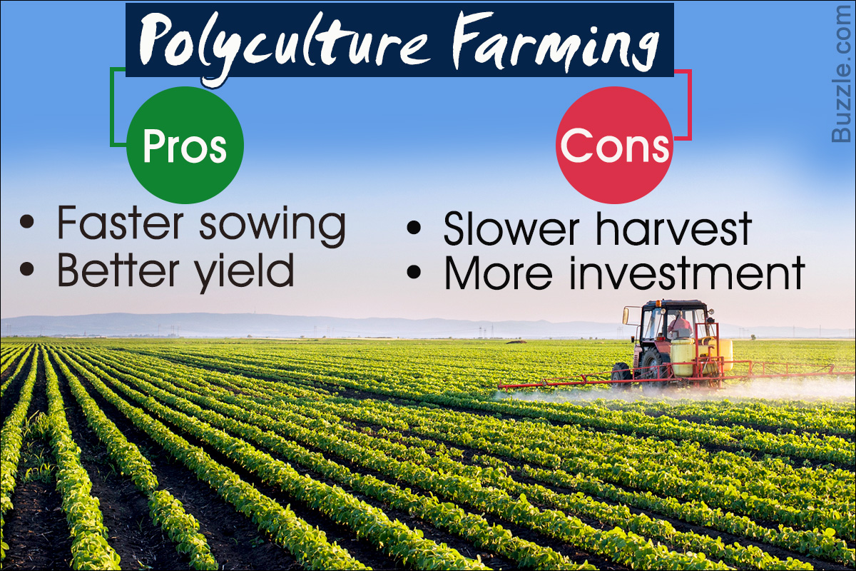 Pros and Cons of Polyculture Farming