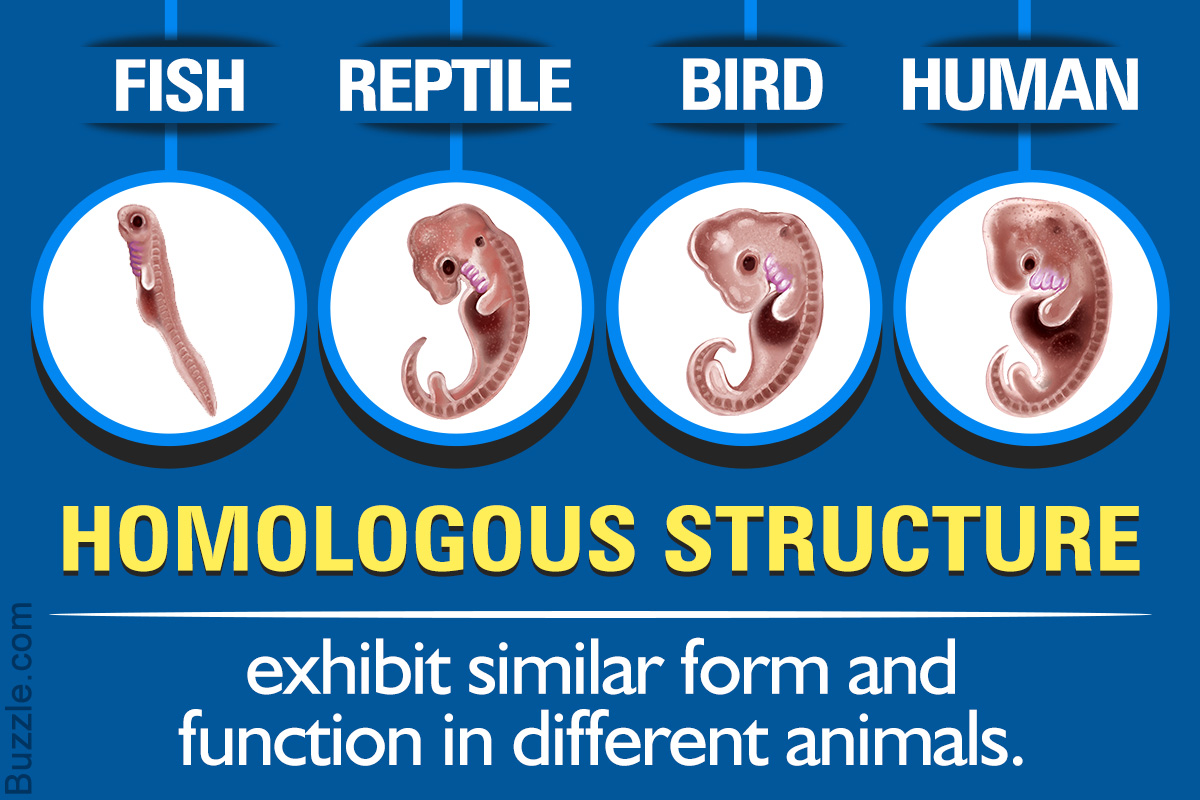Examples of Homologous Structures