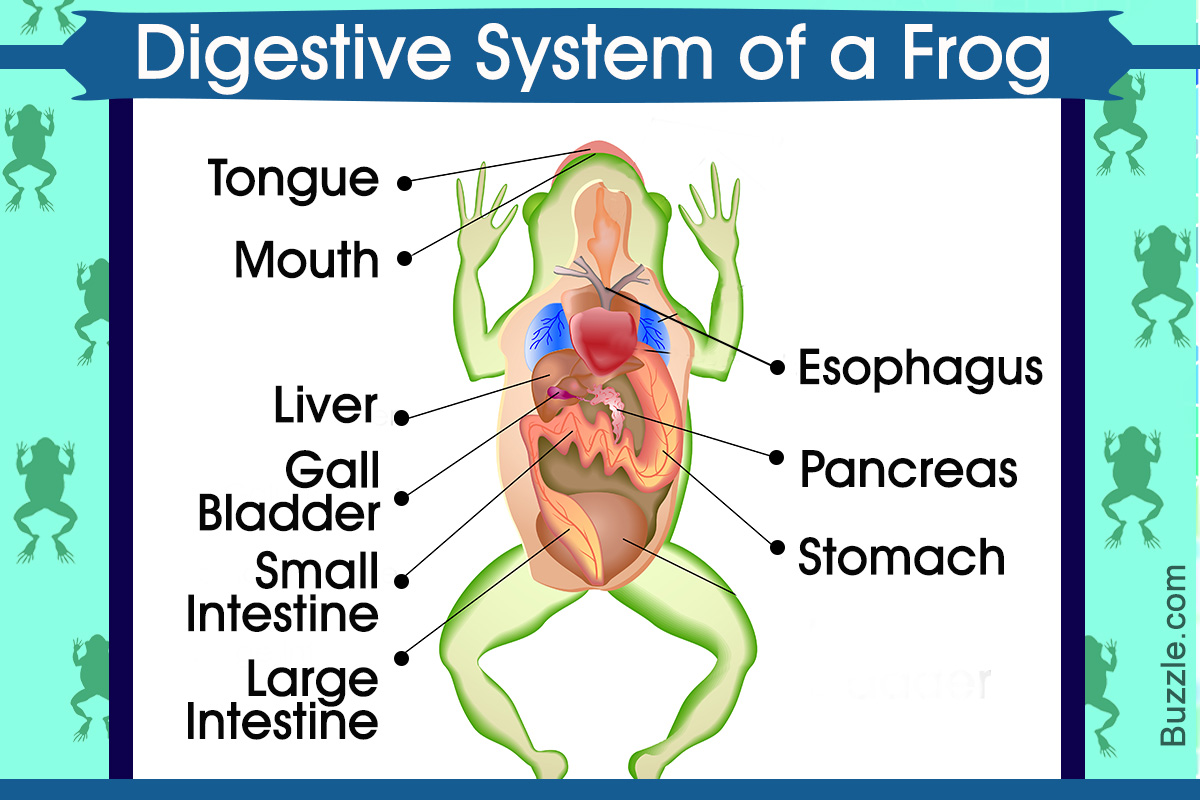 Digestive System of a Frog with a Labeled Diagram