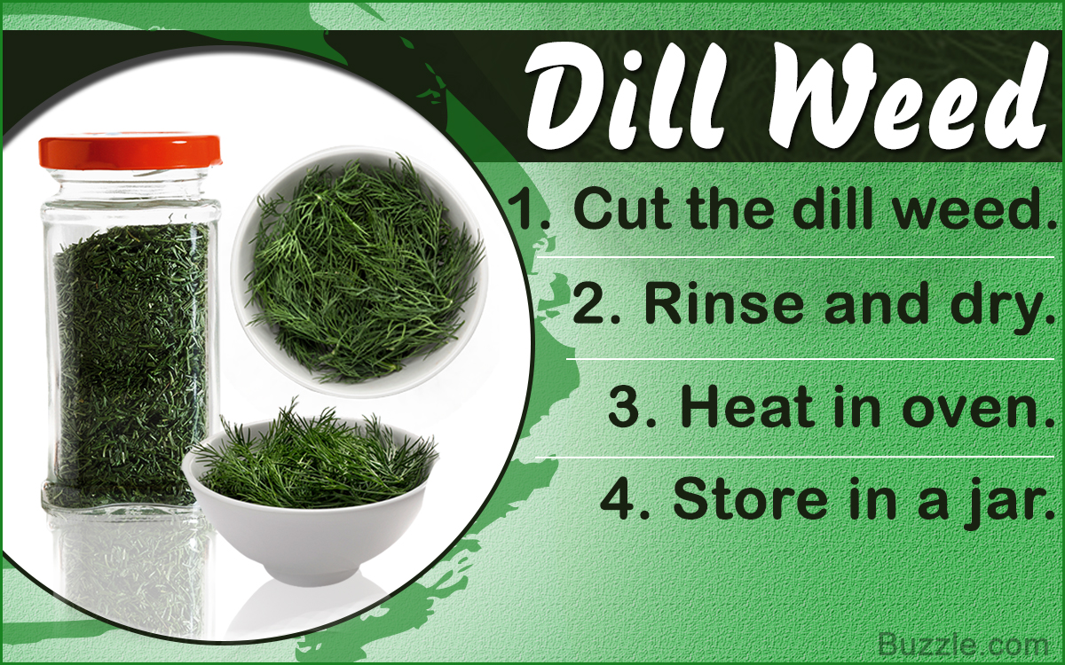 Ways to Dry and Store Dill Weed
