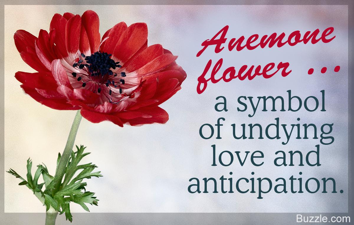 Anemone Flower: Meaning and Other Facts
