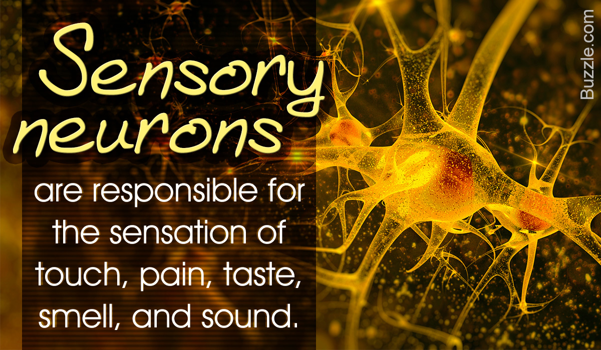 Sensory Neurons: Location, Structure, and Function