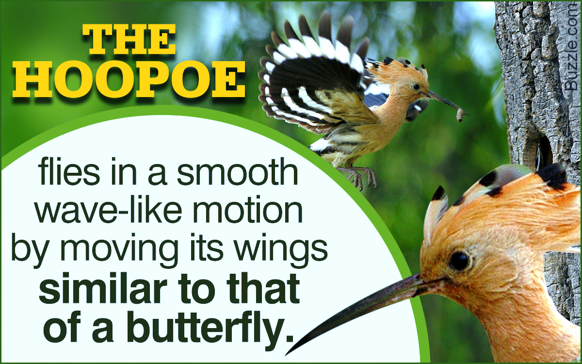 Interesting Facts About Hoopoe Birds