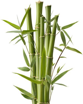 Bamboo Sparkler