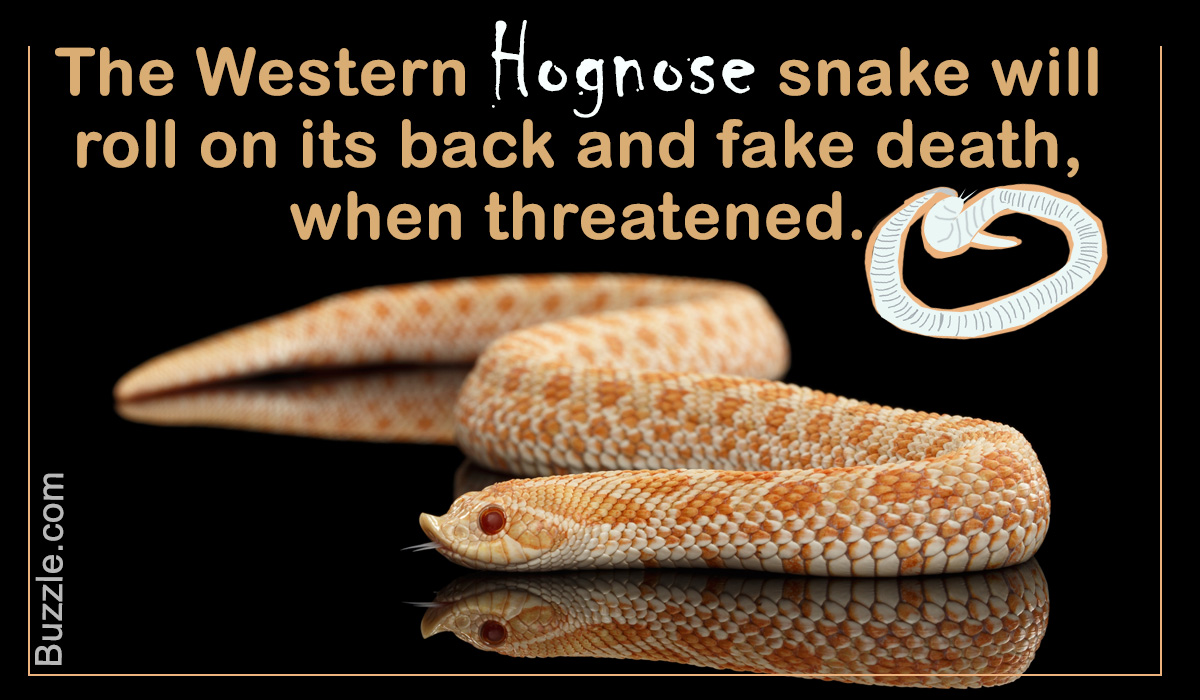 Facts About the Western Hognose Snake