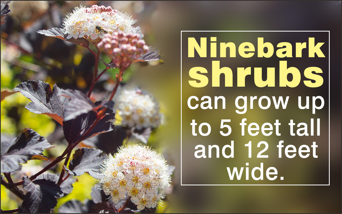 How to Care for Ninebark Shrub