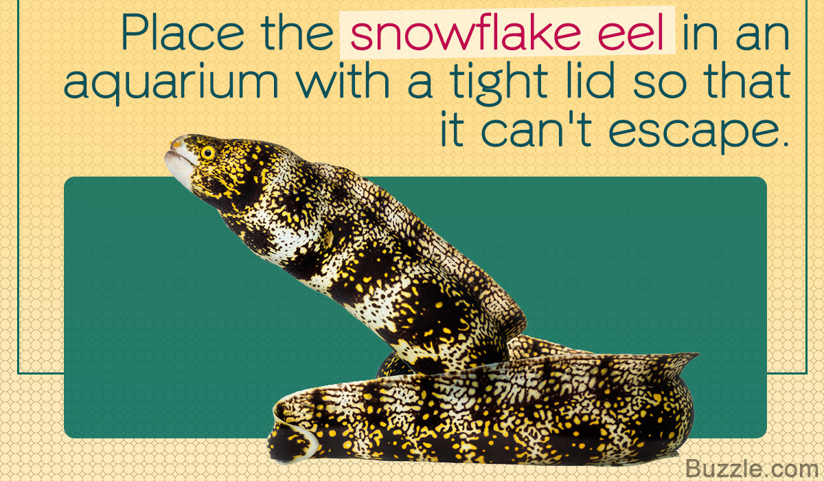 Tips to Take Care of a Snowflake Eel